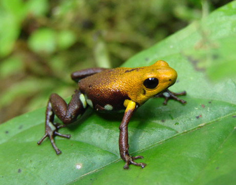 Animals In The Rainforest List