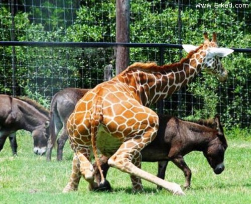 Animals Mating