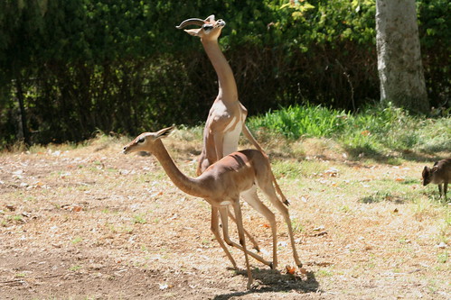 Animals Mating