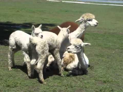 Animals Mating Funny