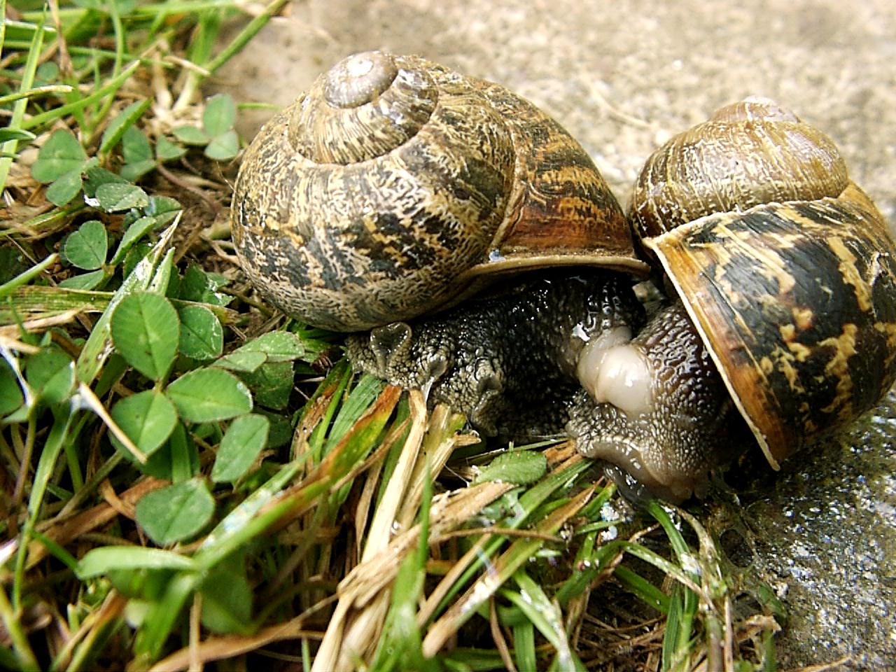 Animals Mating Up Close