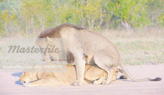 Animals Mating Up Close