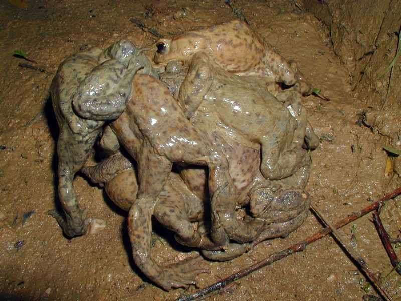 Animals Mating With Female