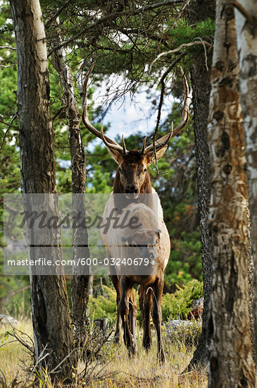 Animals Mating With Female