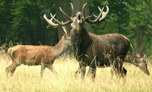 Animals Mating With Human