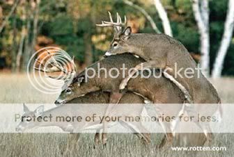 Animals Mating With Human Files