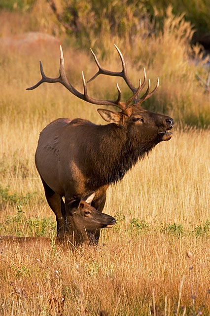 Animals Mating With People