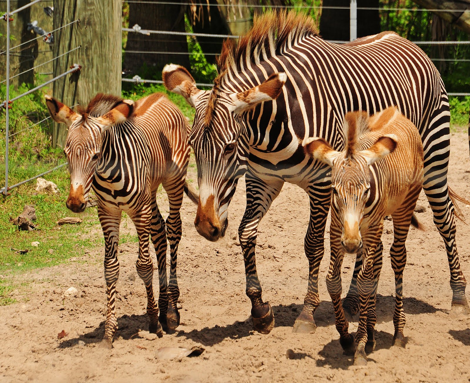 Animals Mating With People