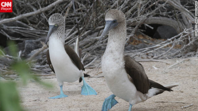 Animals Mating With People Videos