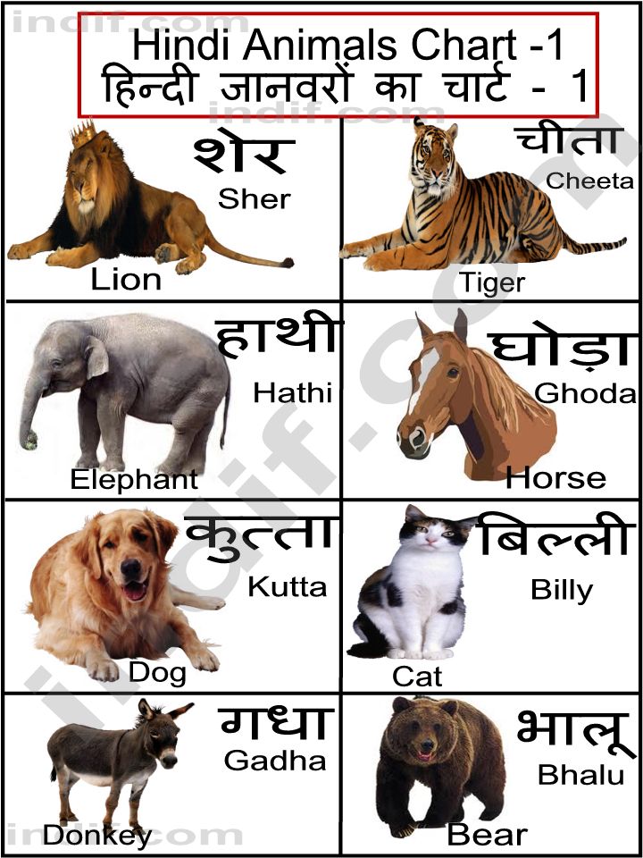 Animals Pictures With Names