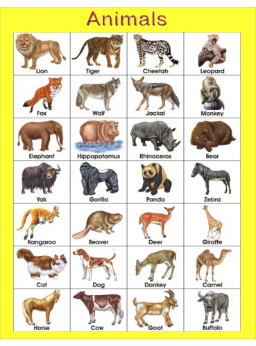 Animals Pictures With Names