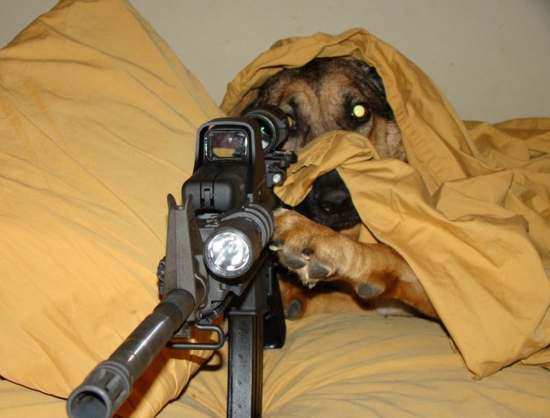 Animals With Guns Pictures