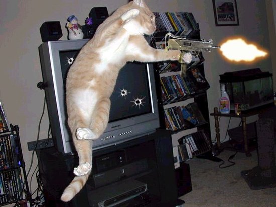 Animals With Guns Shooting