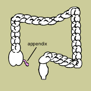 Appendix