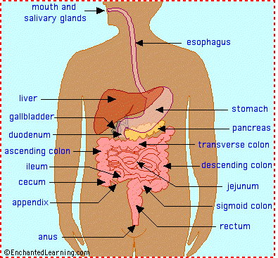 Appendix Diagram Human Body