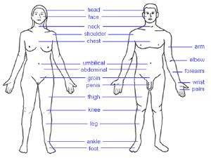 Appendix Location In Human Body