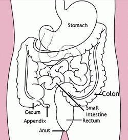 Appendix Location In Human Body