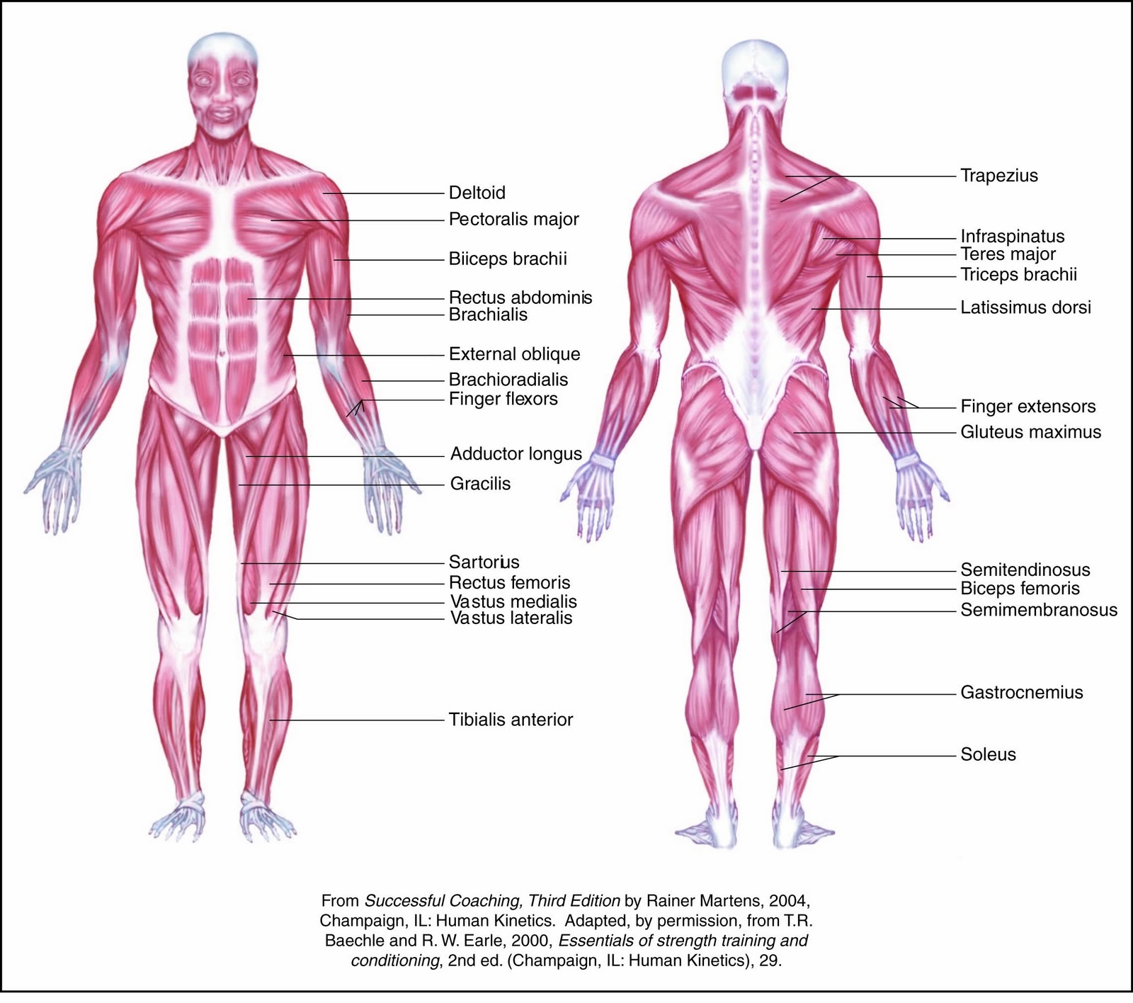 Appendix Location In Human Body