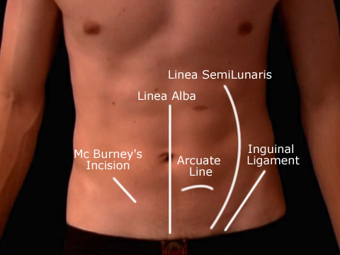 Appendix Location In Human Body