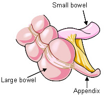 Appendix Operation Cost In Mumbai