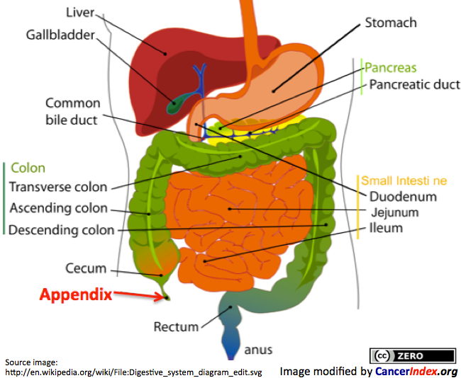 Appendix Operation Time