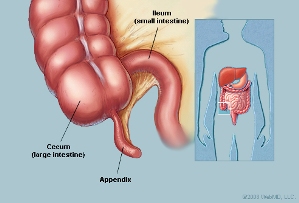 Appendix Operation Video