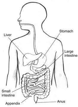 Appendix Pain Location And Symptoms