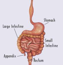 Appendix Pain Which Side