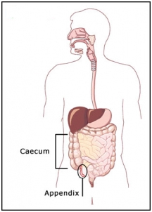 Appendix Removal Recovery