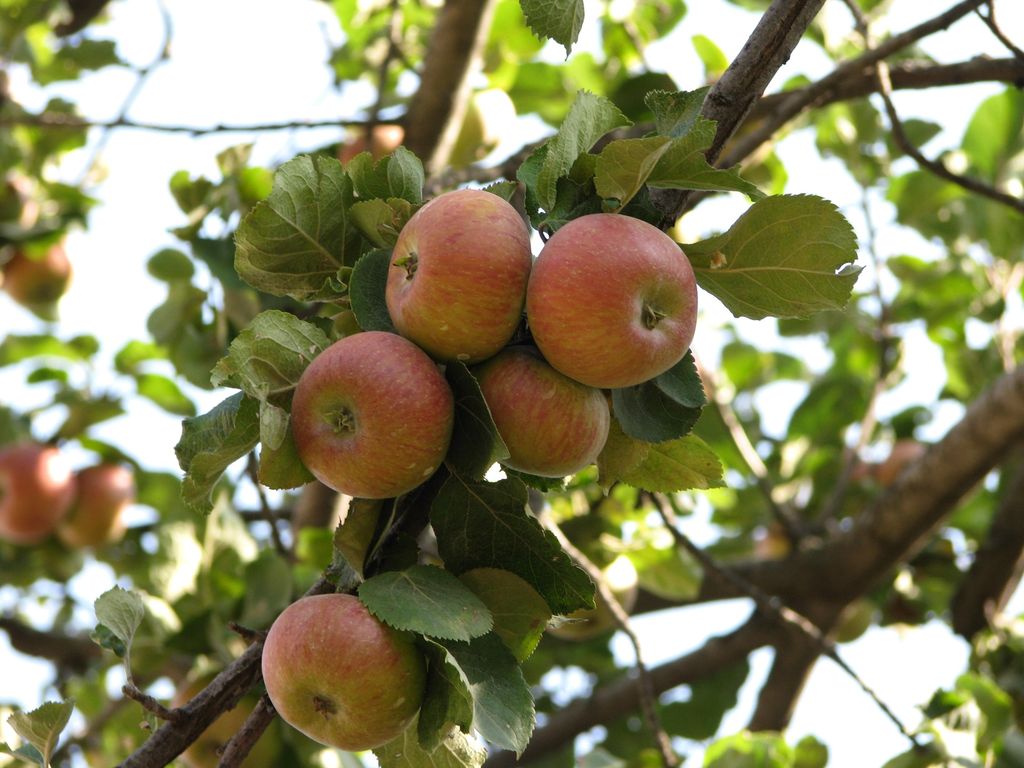 Apple Tree