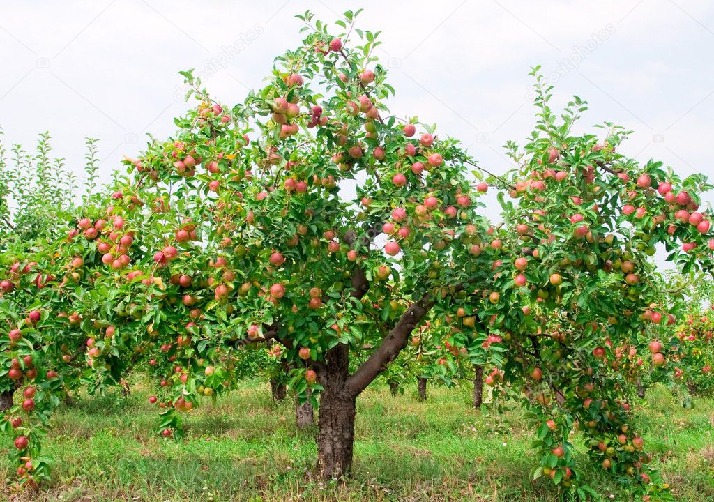 Apple Tree Branch