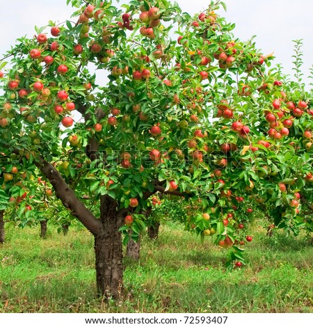 Apple Tree Branch