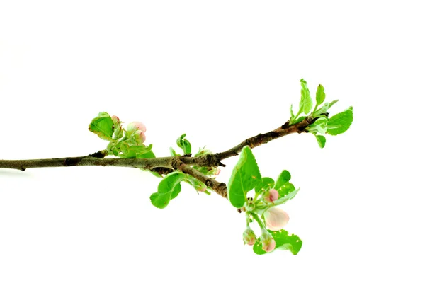 Apple Tree Branch