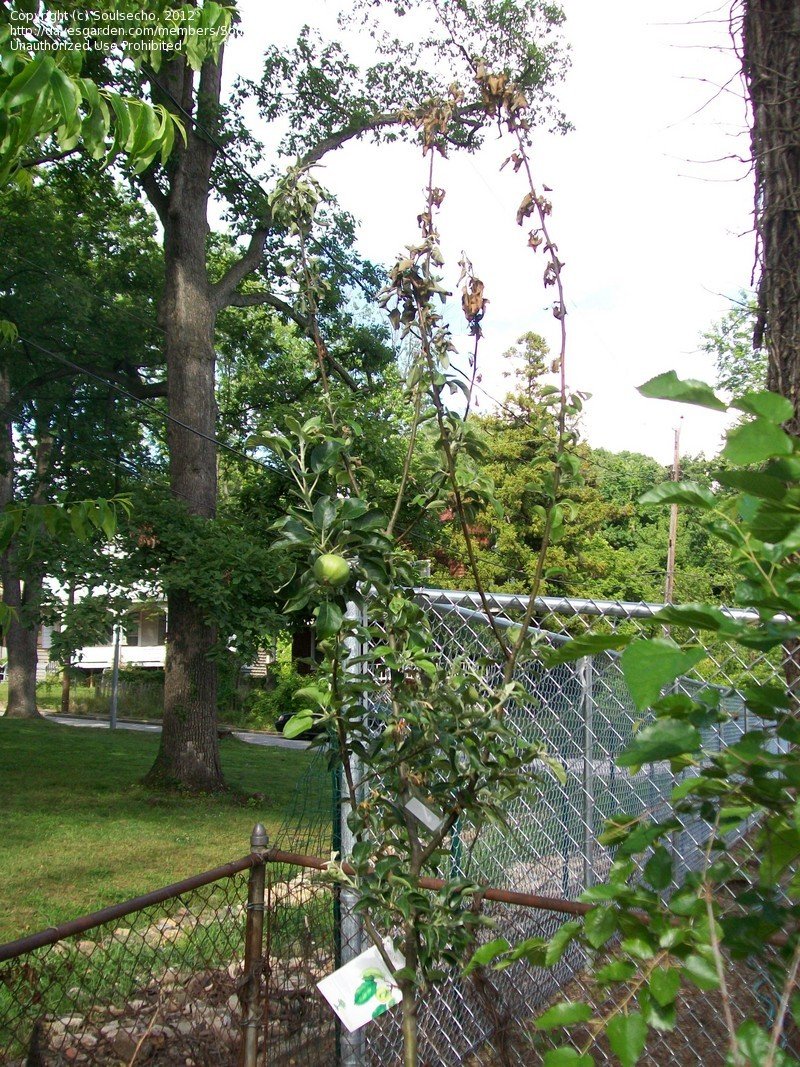 Apple Tree Branches Dying