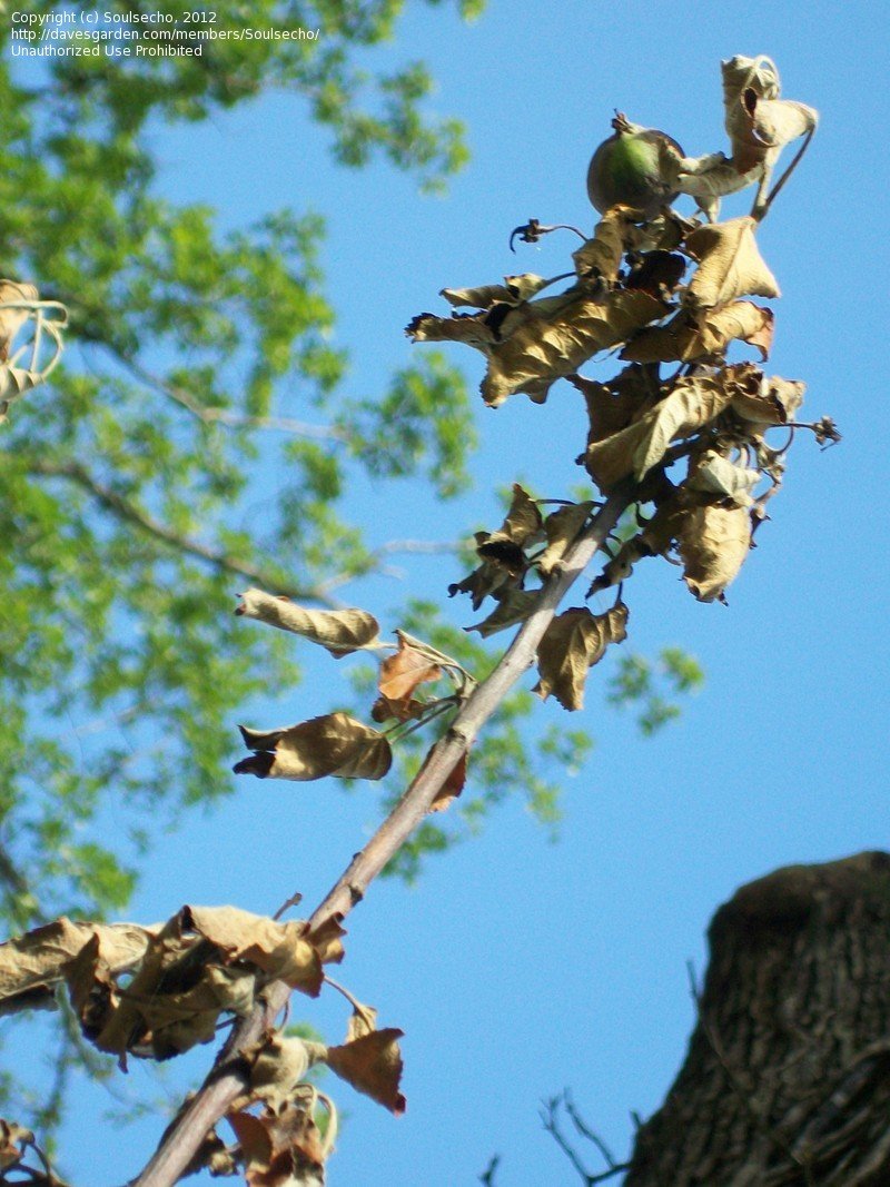 Apple Tree Branches Dying