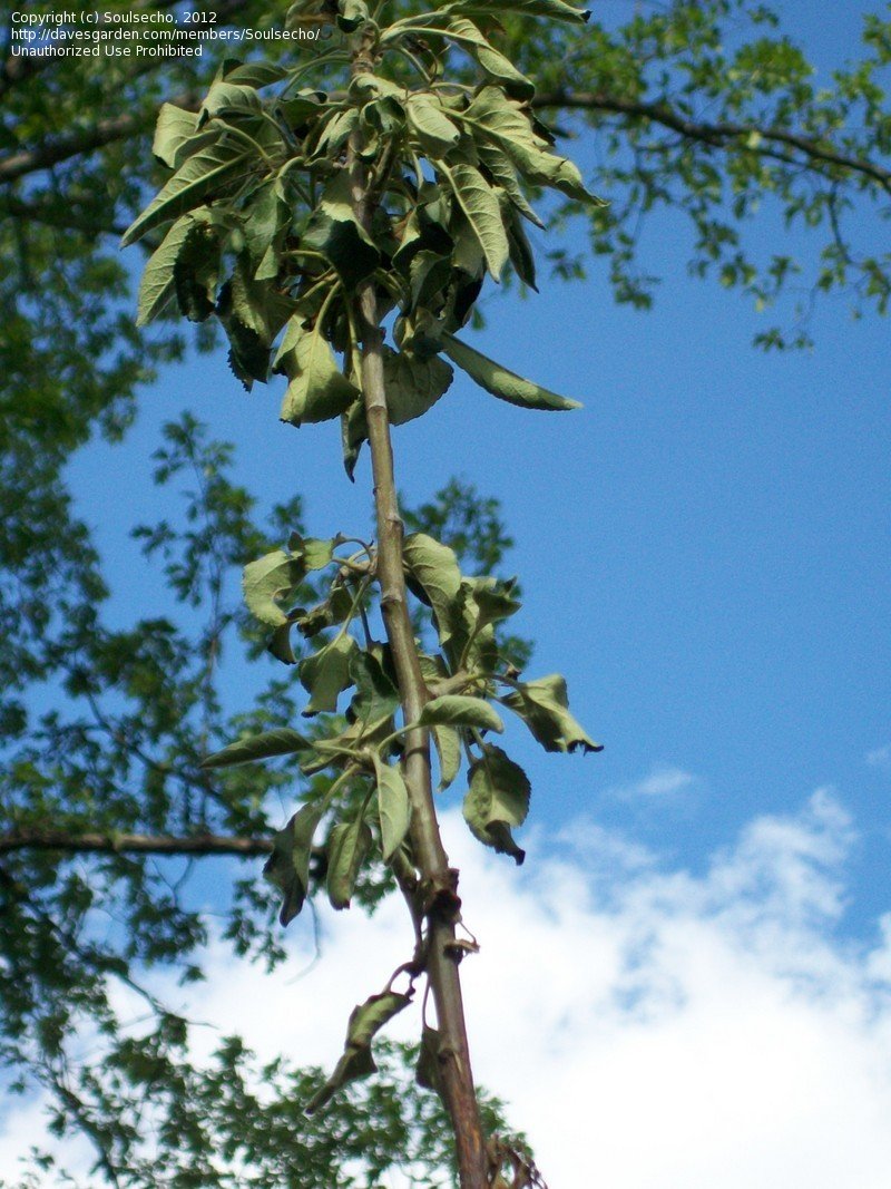 Apple Tree Branches Dying