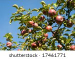 Apple Tree Branches Dying