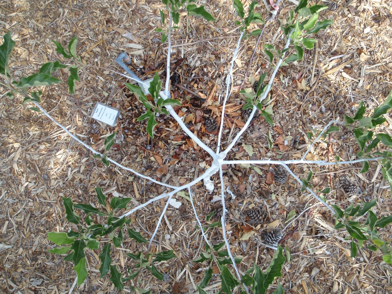 Apple Tree Branches Dying