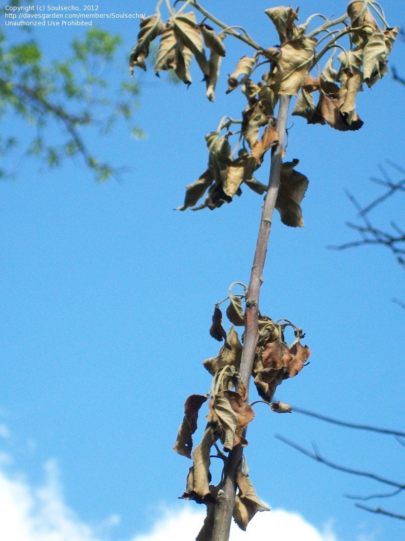 Apple Tree Branches Dying