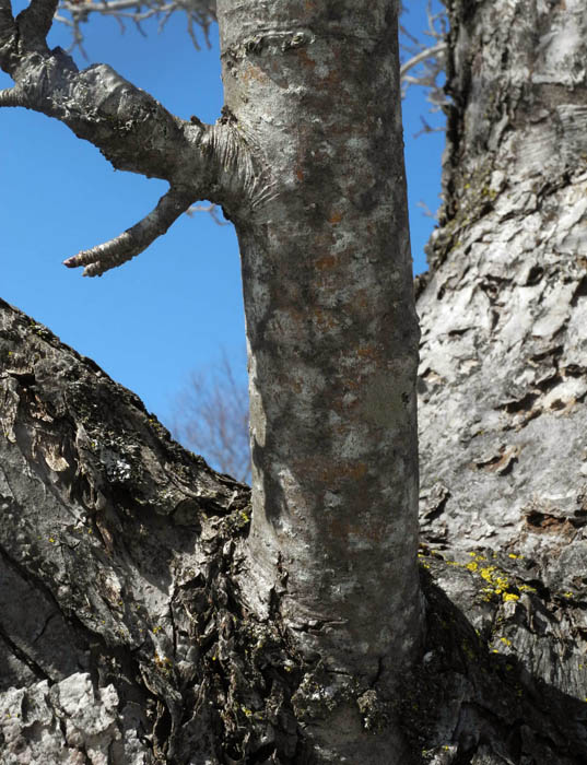 Apple Tree Branches Dying