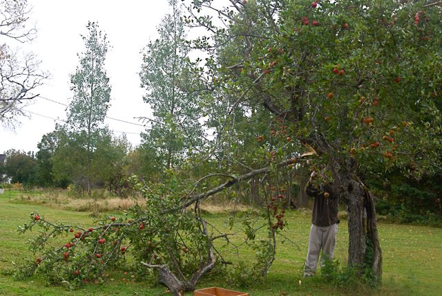 Apple Tree Branches Dying