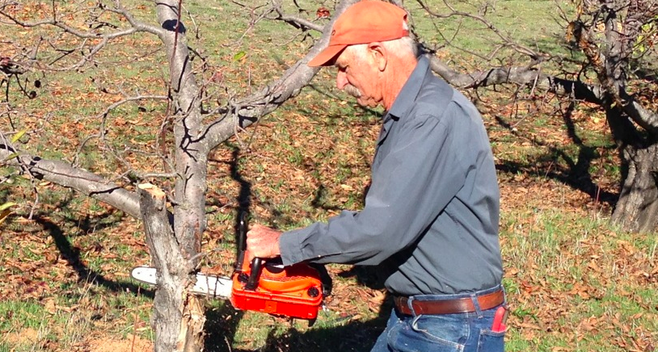 Apple Tree Branches Dying