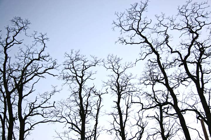 Apple Tree Branches Dying