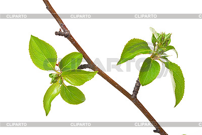 Apple Tree Branches For Rabbits