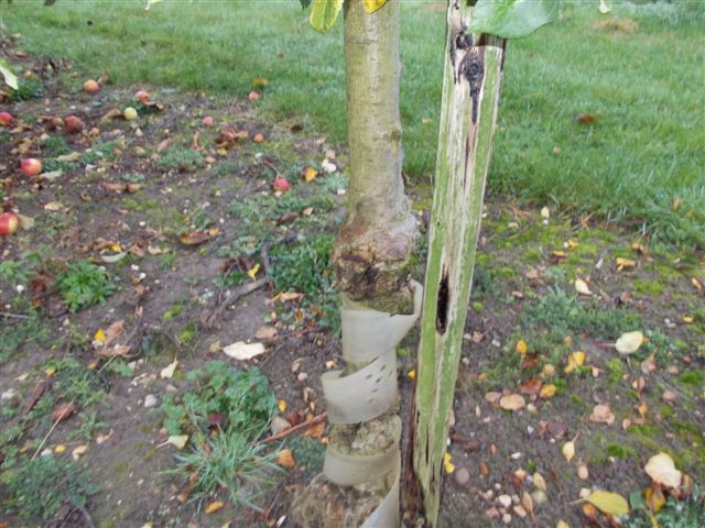 Apple Tree Branches For Rabbits