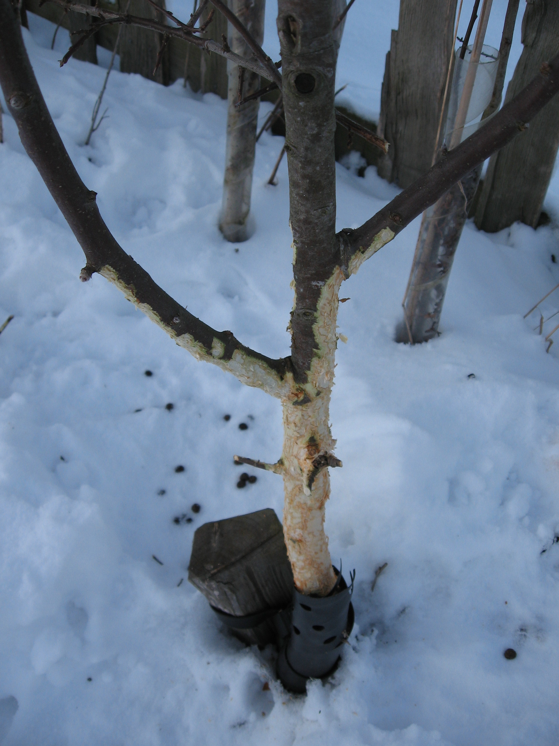 Apple Tree Branches For Rabbits