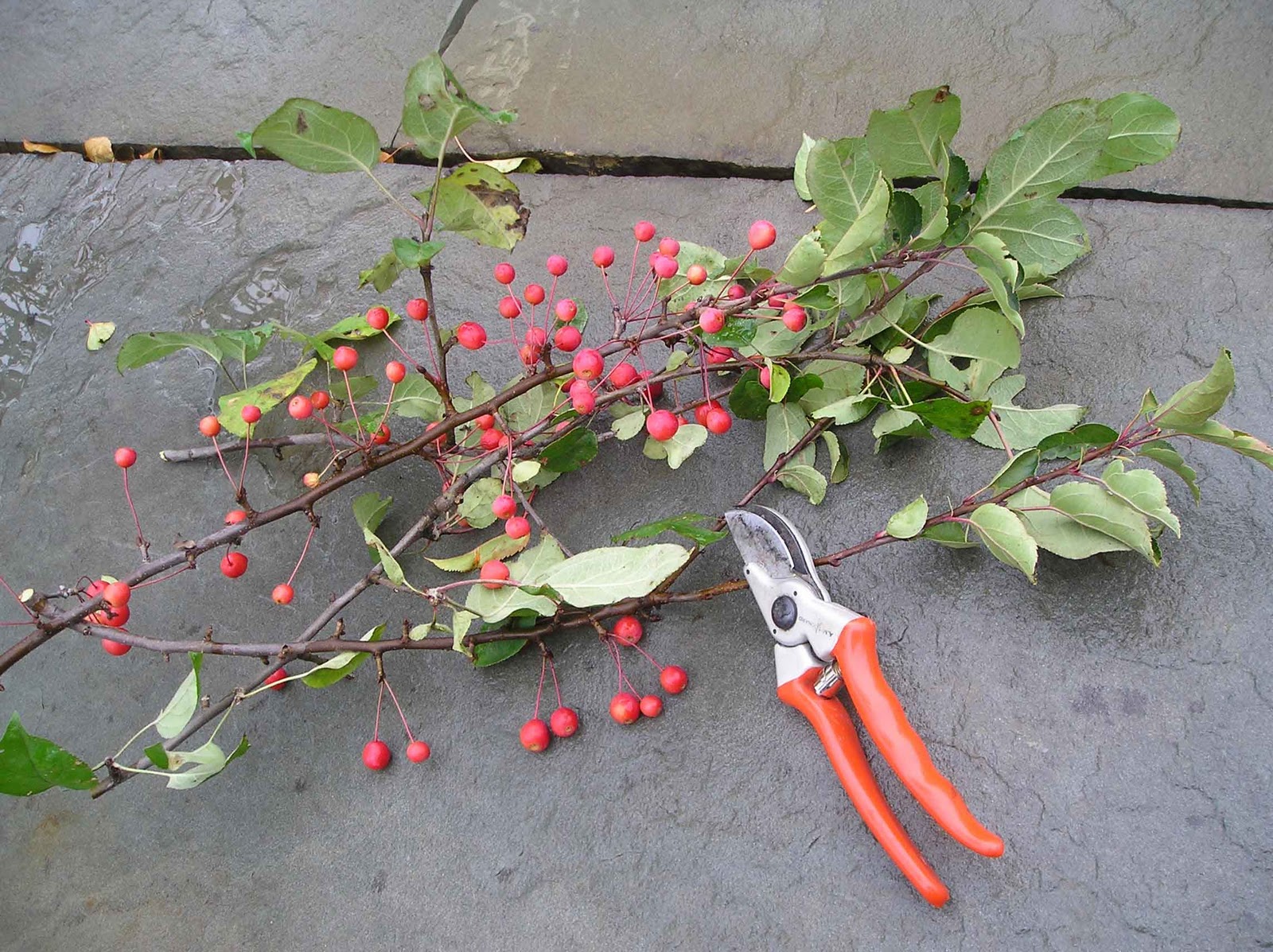 Apple Tree Branches For Rabbits