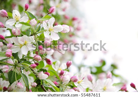 Apple Tree Branches For Sale