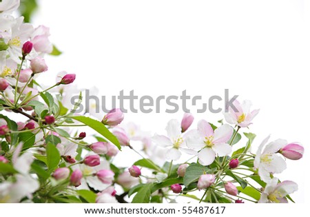 Apple Tree Branches For Sale