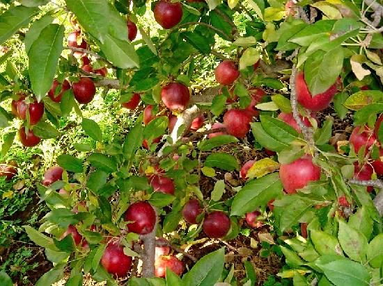 Apple Tree Images